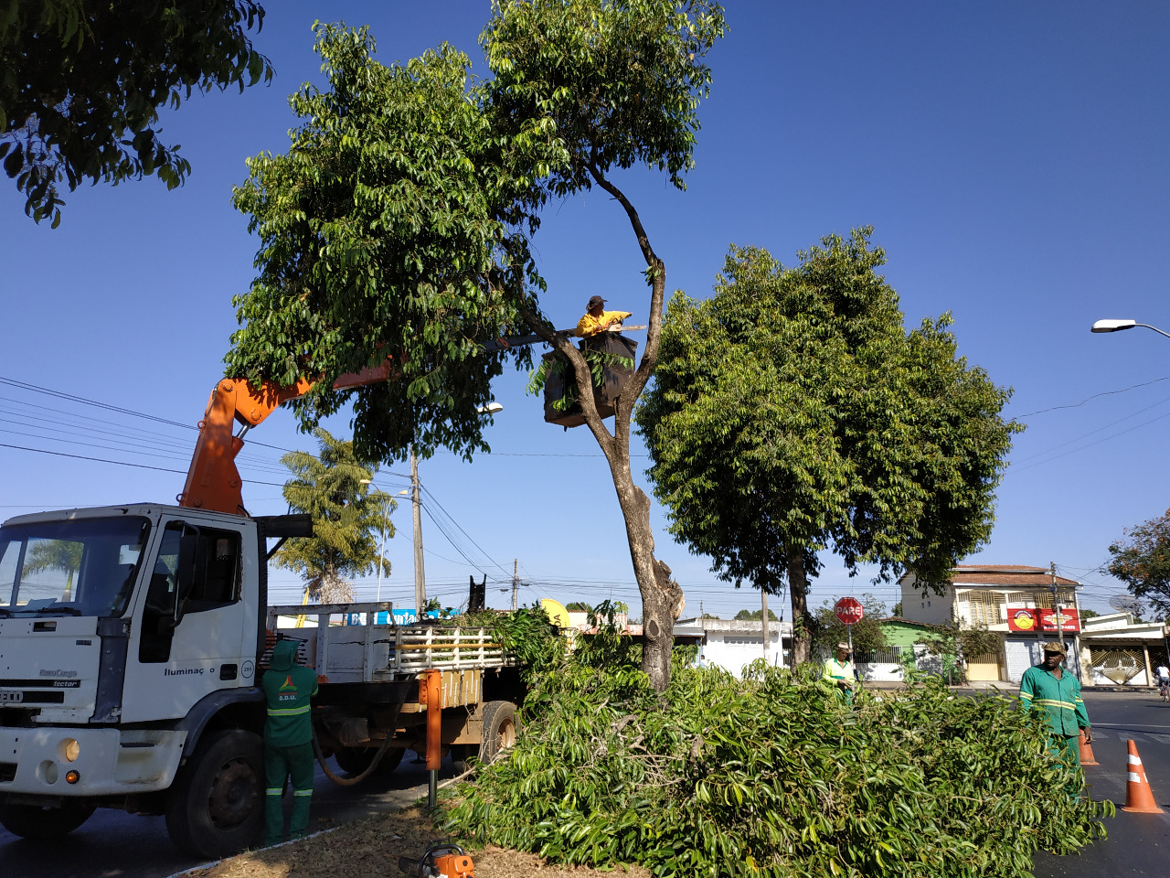 Prefeitura de Aparecida inicia remoção de árvores de jamelões em Aparecida
