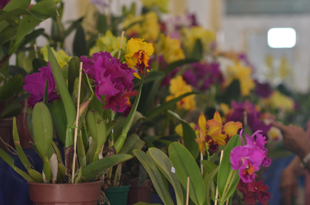 Exposição de orquídea em Aparecida de Goiânia reúne diversas espécimes