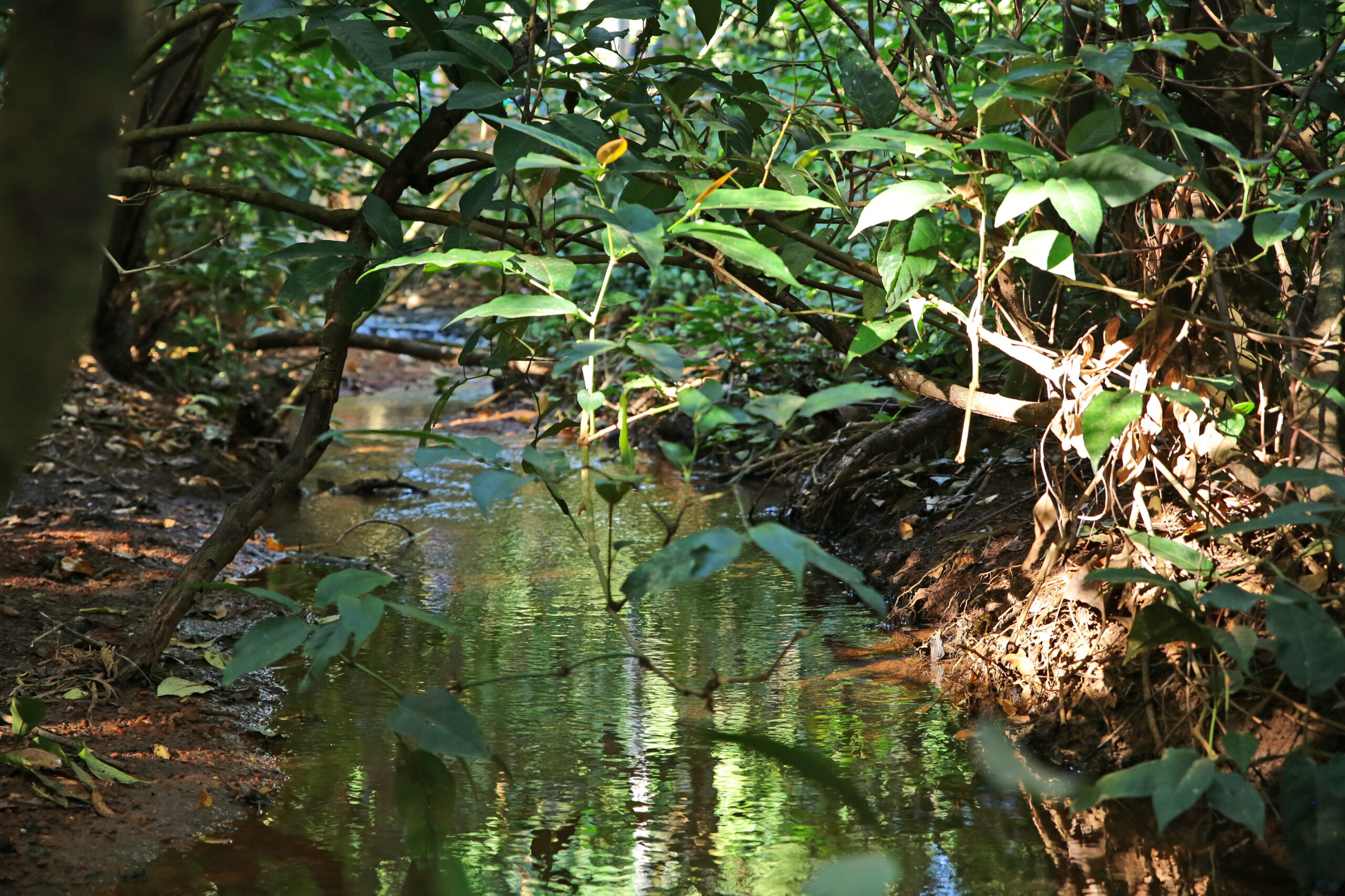 Aparecida realiza ações alusivas ao Dia Mundial do Meio Ambiente
