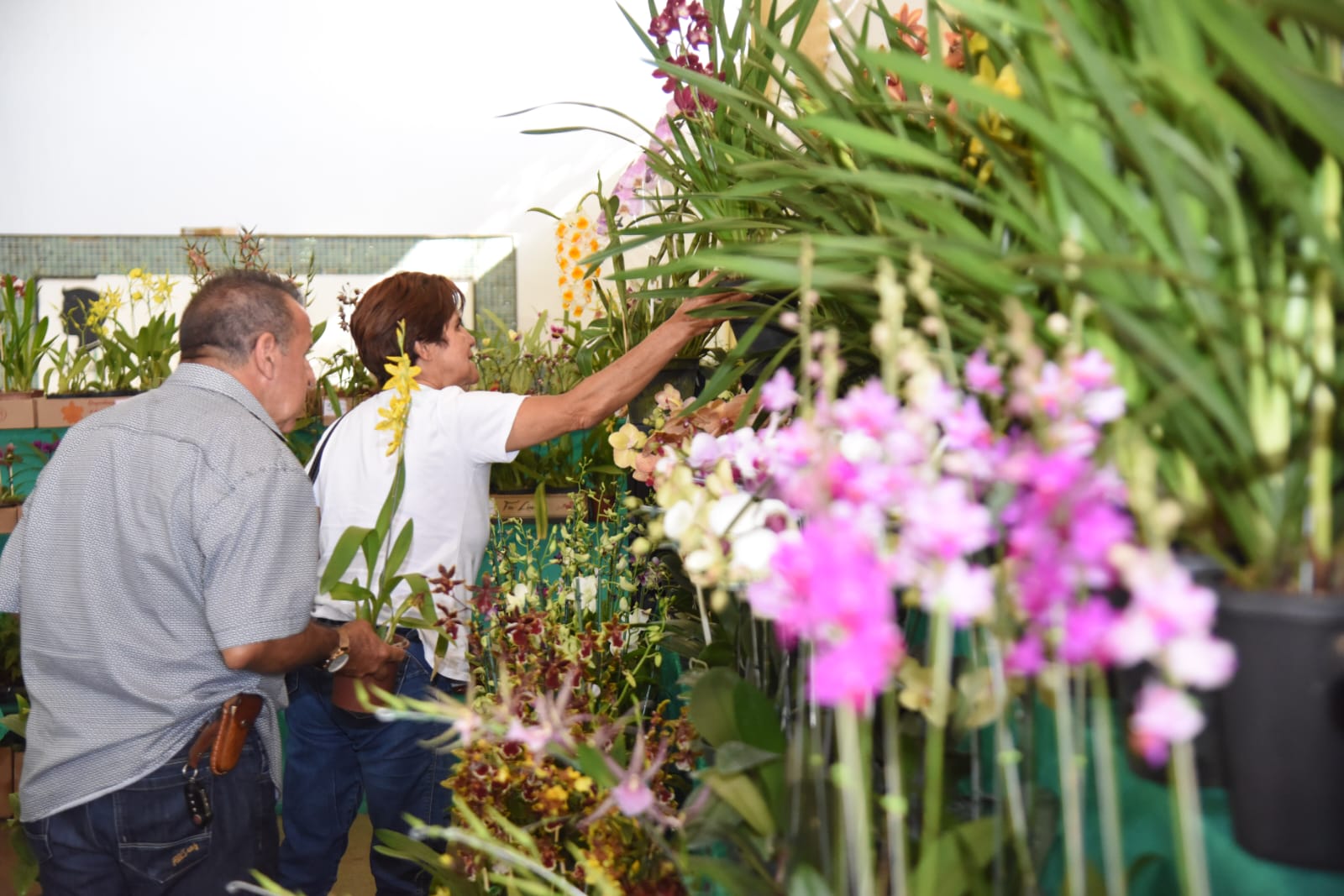 Aparecida recebe Exposição de Orquídeas  até domingo