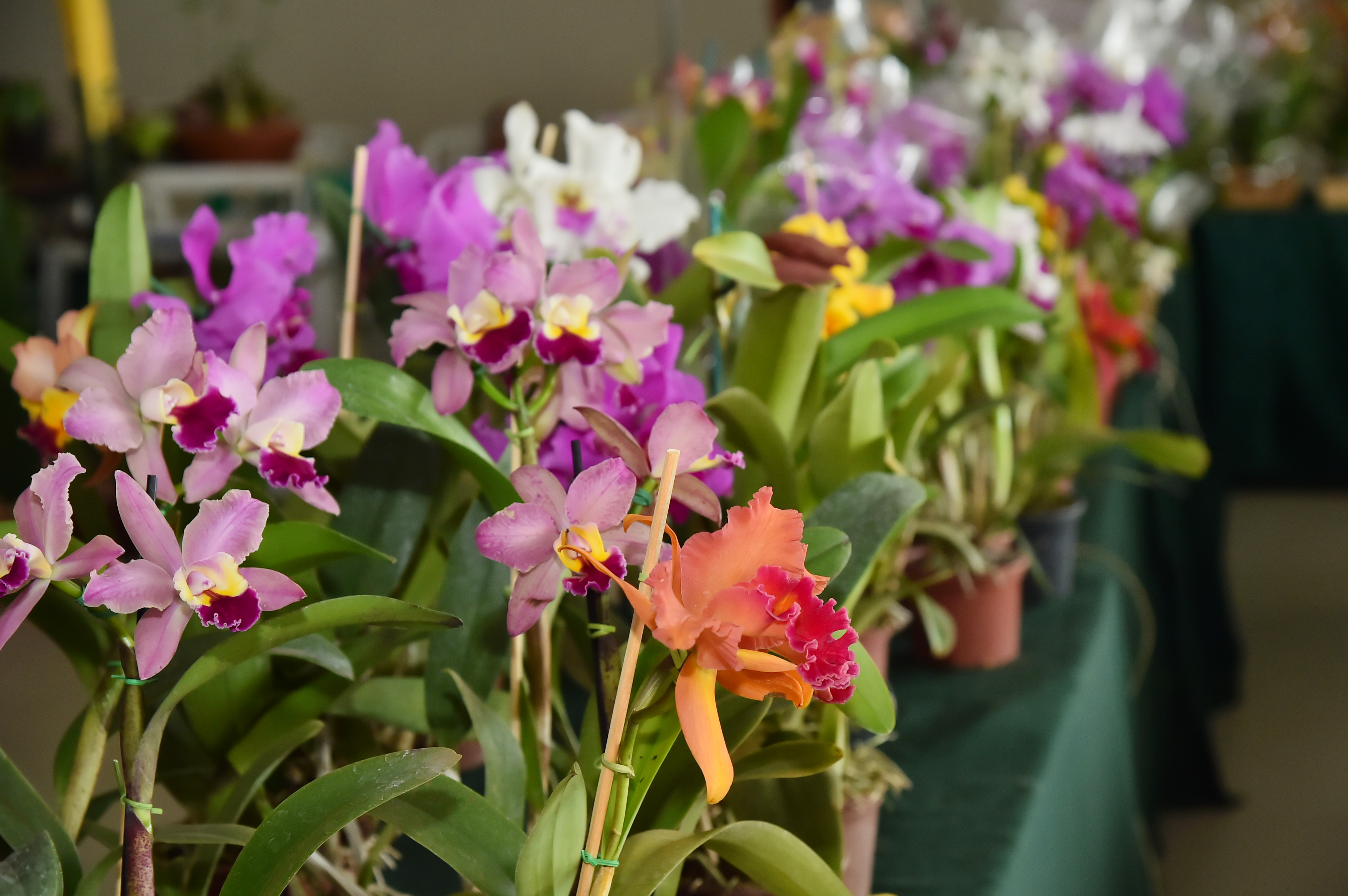 Aparecida realiza exposição de orquídeas e rosas do deserto neste fim de semana