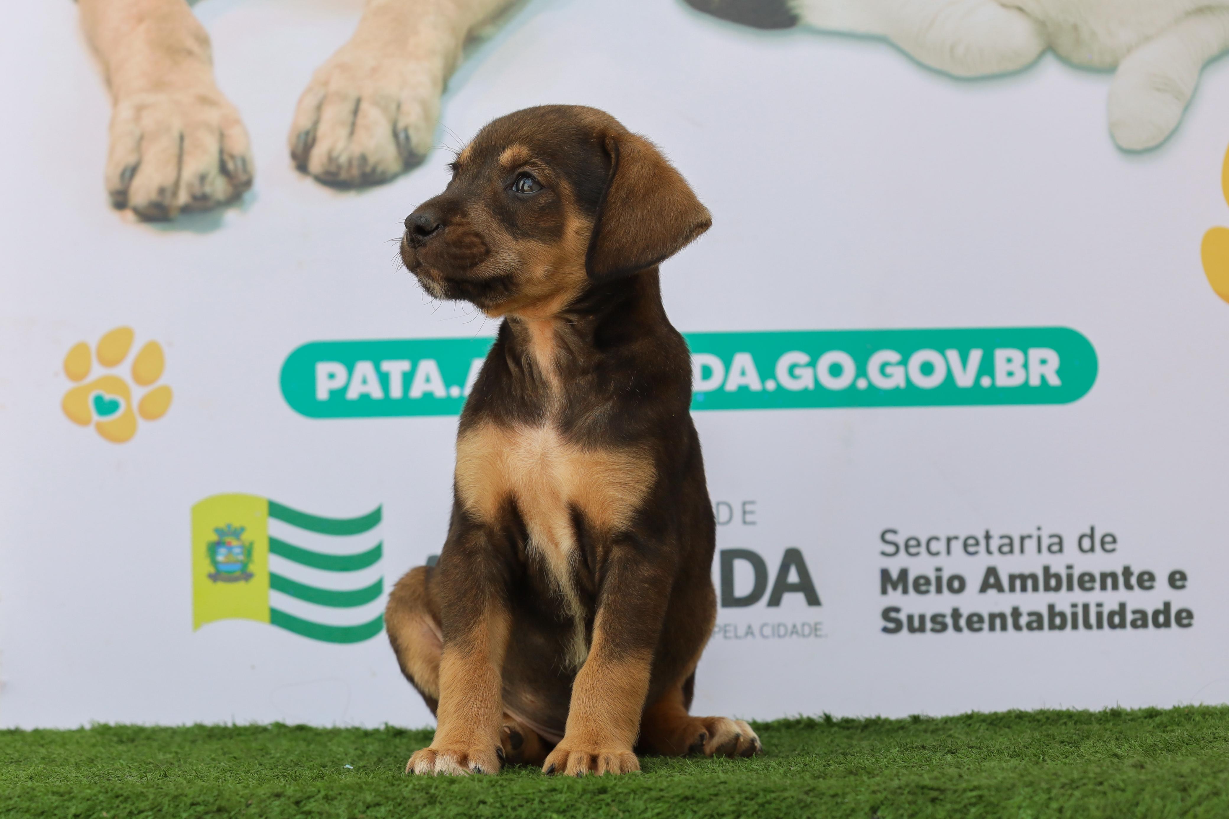 Prefeitura de Aparecida realiza Feira de Adoção de Cães e Gatos neste sábado, 23