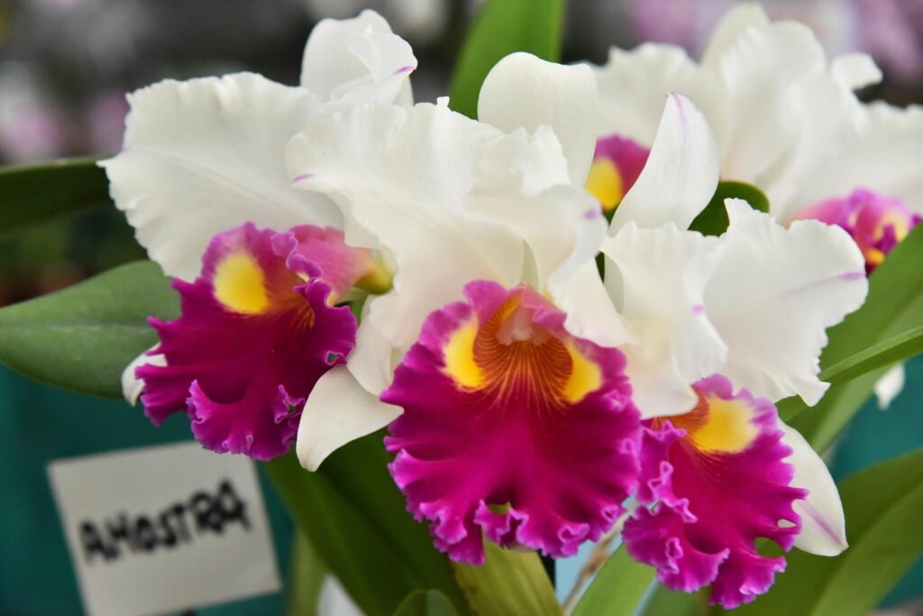 Nova edição da Exposição de Orquídeas e Rosas do Deserto movimenta Aparecida no fim de semana