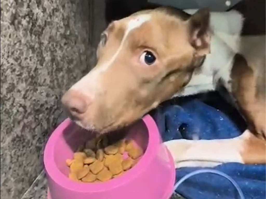Animal resgatada após maus-tratos não resiste ao tratamento
