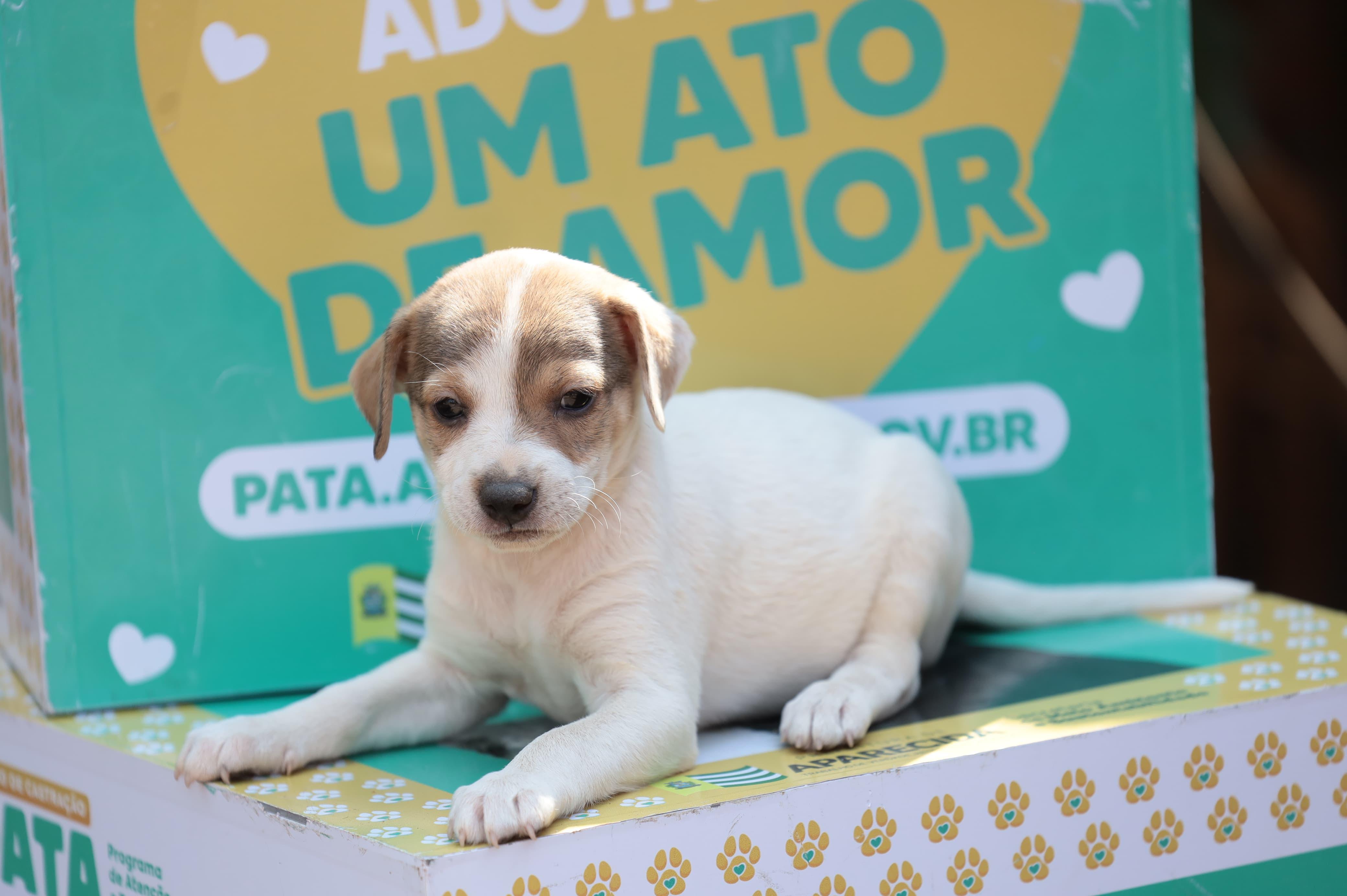 Prefeitura de Aparecida realiza feira de adoção de animais neste sábado no Aparecida Shopping