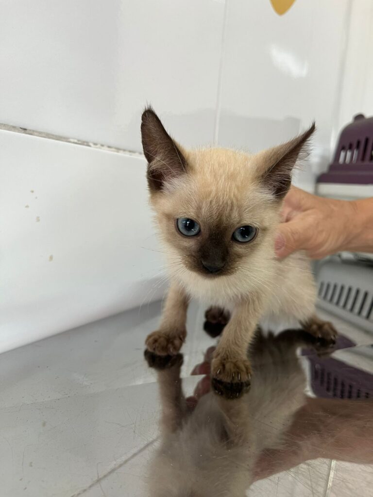 Prefeitura realiza mais uma edição da Feira de Adoção Responsável de Animais neste sábado, 1º de novembro