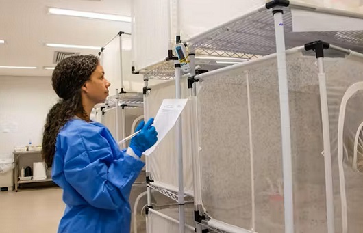 Saúde de Aparecida debate implementação de método inovador para controle do Aedes aegypti