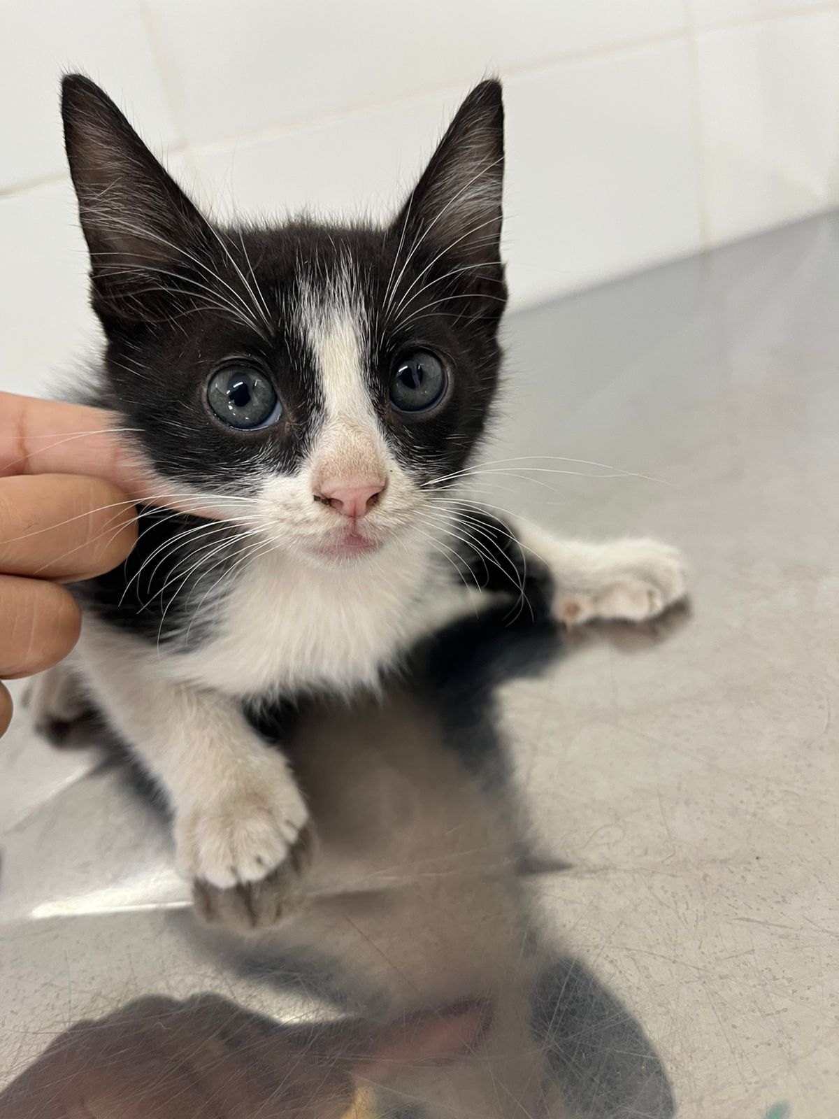 Prefeitura de Aparecida realiza última edição do ano da Feira de Adoção de Animais neste sábado, 6