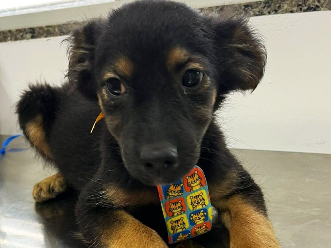 Prefeitura de Aparecida realiza 1ª feira de adoção de animais de 2026