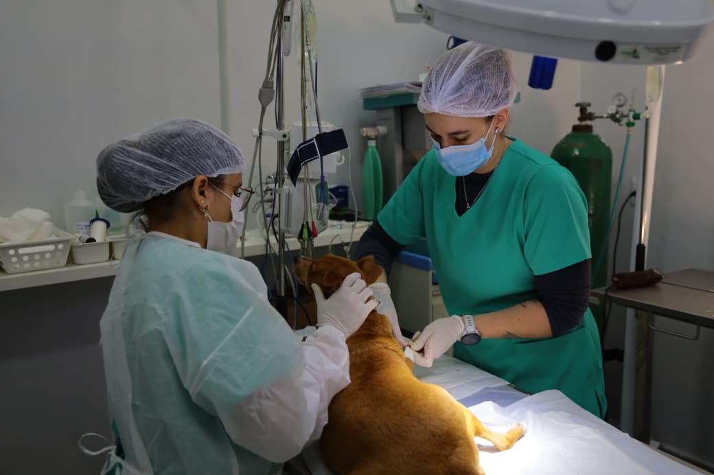 PATA ultrapassa 3,1 mil procedimentos e reforça política de bem-estar animal em Aparecida