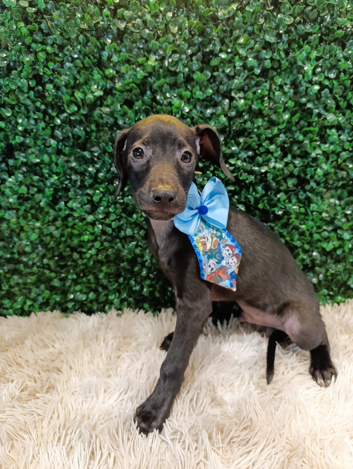 Prefeitura de Aparecida promove evento de Adoção com quase 40 pets à espera de um novo lar