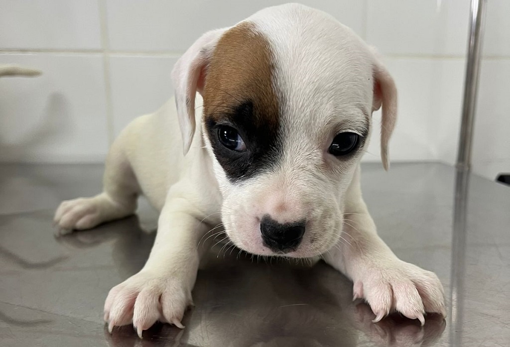 Prefeitura de Aparecida realiza evento de adoção responsável neste sábado, 28