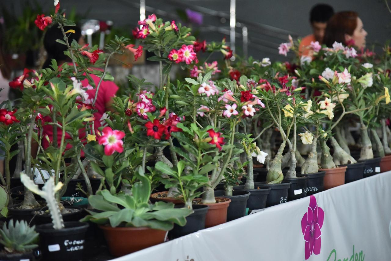 Aparecida recebe 23ª Exposição de Orquídeas e Rosas do Deserto na Semana da Mulher