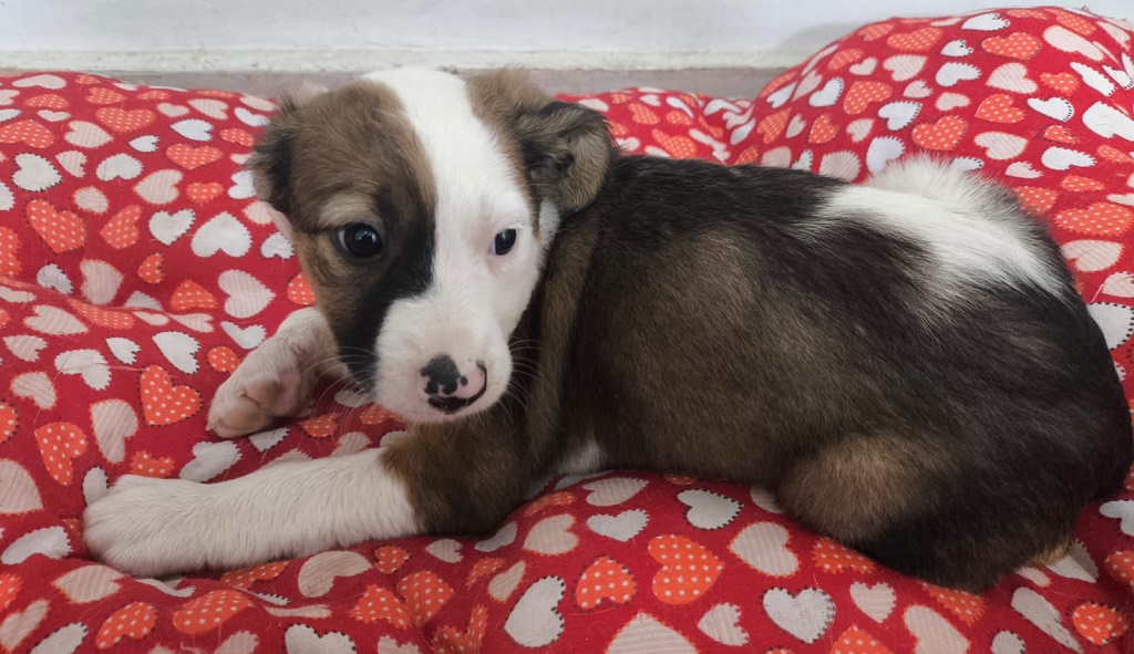 Prefeitura de Aparecida promove nova edição do evento de adoção “Deu Match com Meu Pet”