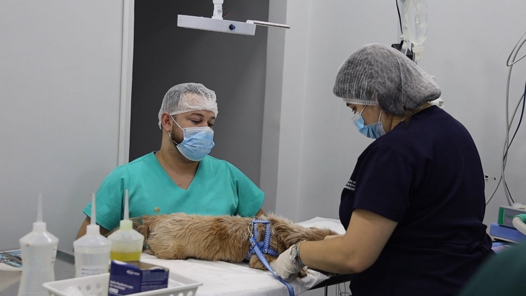 Mutirão do PATA castra 60 cães e gatos de tutores aparecidenses