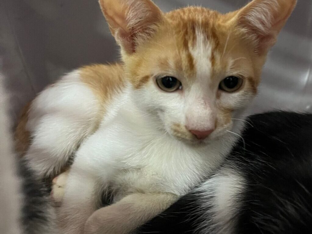 Prefeitura de Aparecida promove evento de adoção com 35 animais à espera de um novo lar