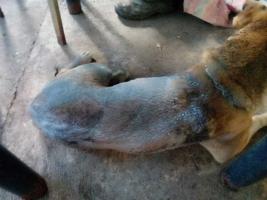 SEMMA autua agressor por maus-tratos e multa chega a R$ 50 mil após morte do animal