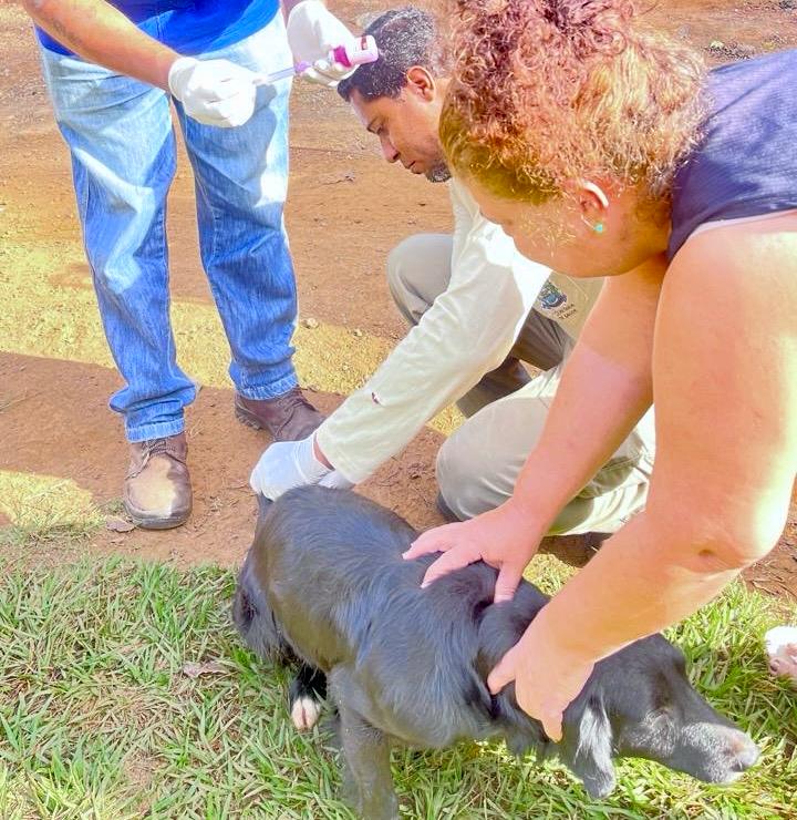 Aparecida realiza vacinação antirrábica na zona rural com expectativa de imunizar 1,2 mil animais