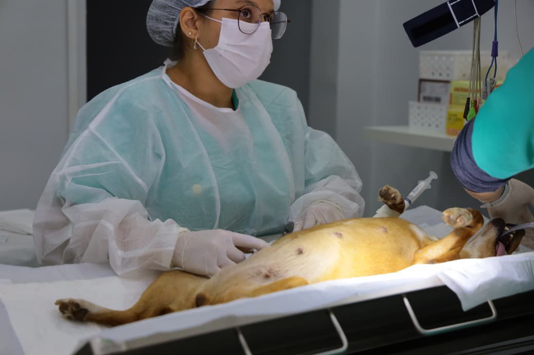 Prefeitura de Aparecida leva Castramovel para a região da Vila Maria com 100 vagas gratuitas