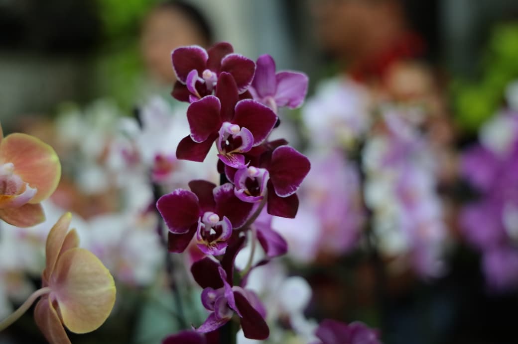 Dia das Mães: feira de orquídeas e rosas do deserto movimenta Aparecida nesta semana