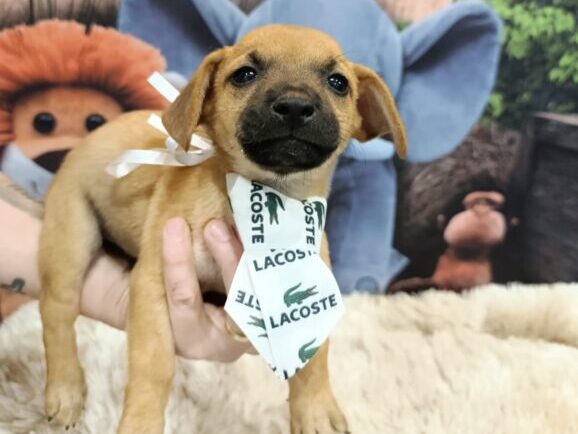 Prefeitura de Aparecida realiza evento de adoção de pets neste sábado, 09