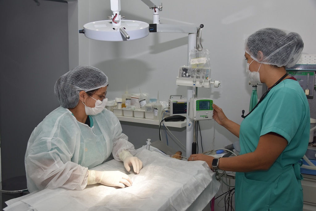 Centro de Castração PATA completa 1 ano com mais de 5 mil castrações gratuitas em Aparecida