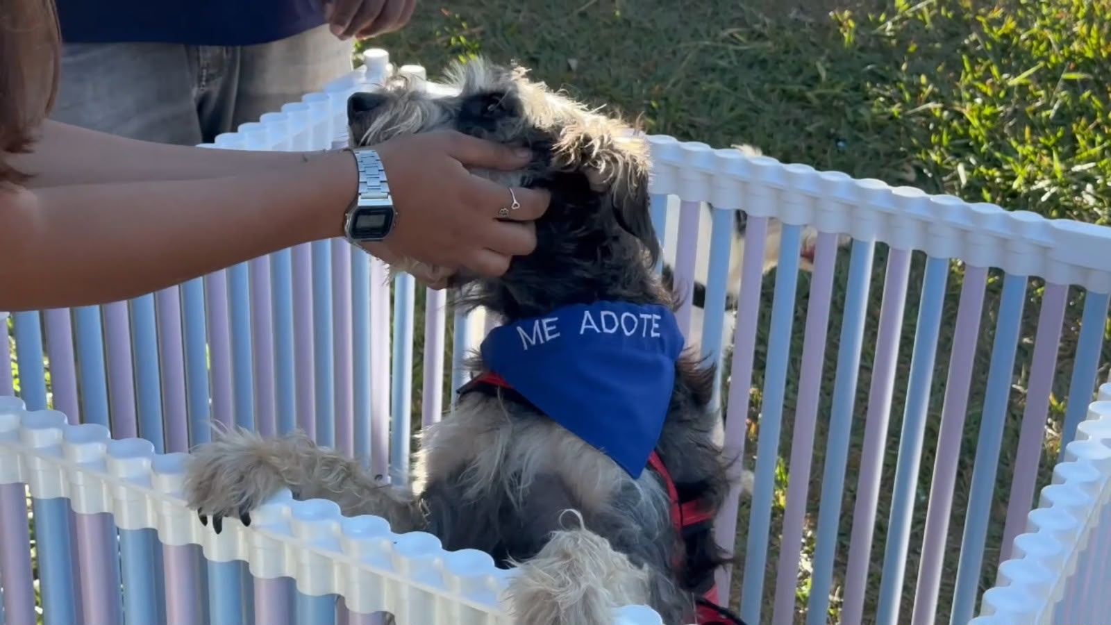 Prefeitura de Aparecida realiza segunda edição de feira de adoção de pets em parque municipal neste sábado, 1º