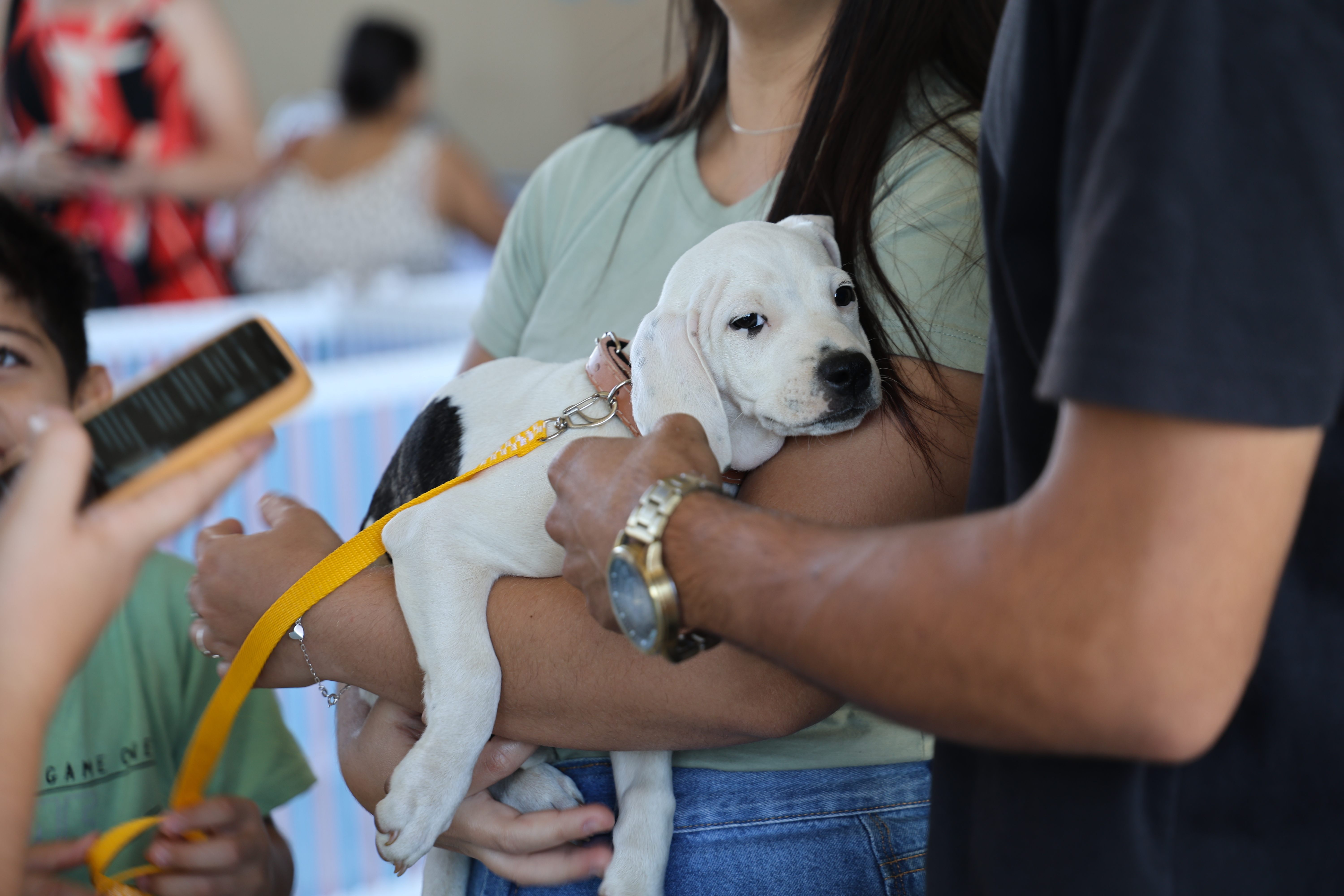 Prefeitura de Aparecida realiza edição especial de um ano de evento de adoção de cães e gatos