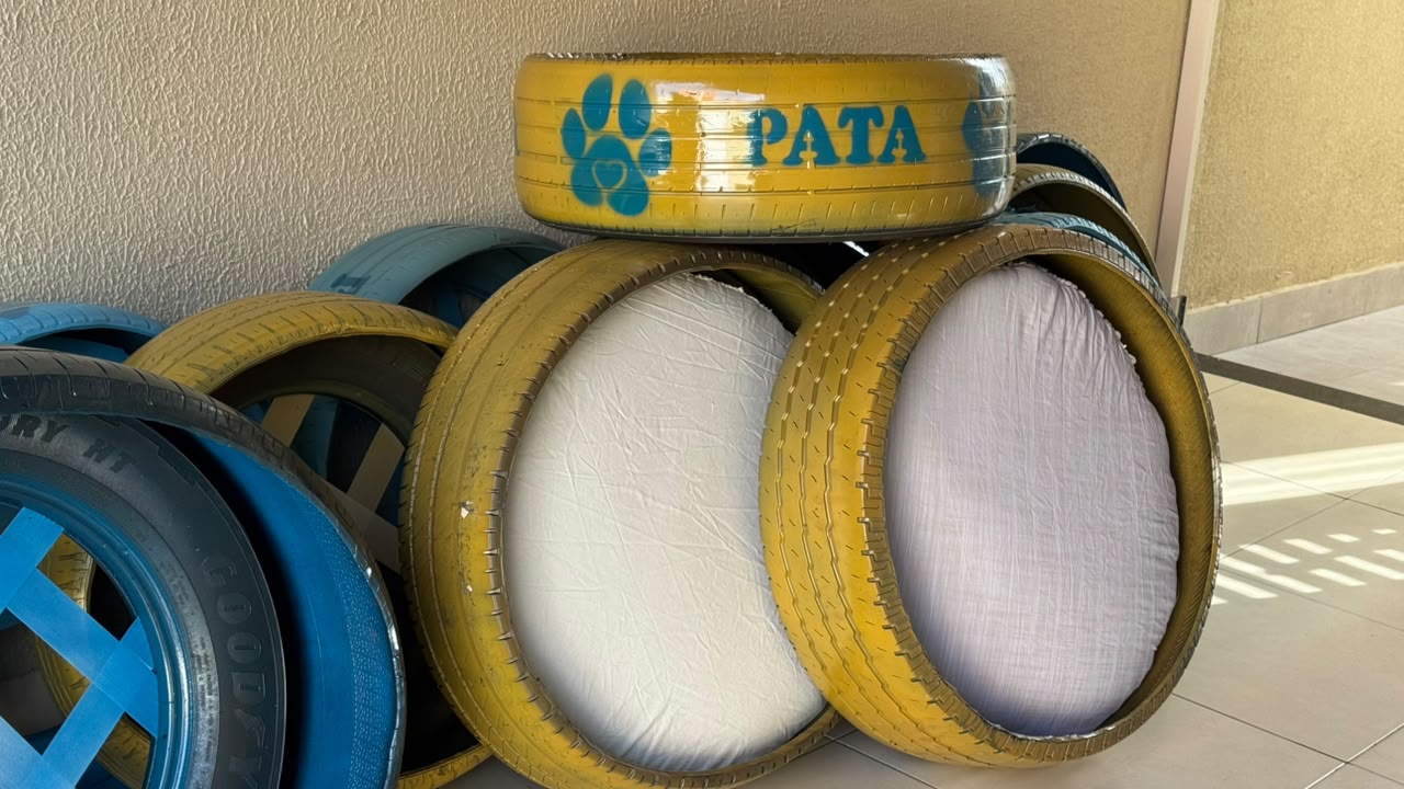 Prefeitura de Aparecida amplia ações do PATA com distribuição de camas sustentáveis para cães adotados