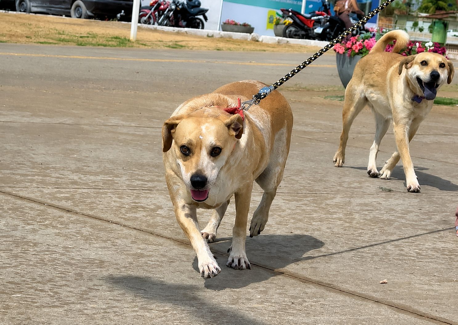 1º Circuito PATA reúne mil inscritos em corrida e caminhada pela causa animal neste sábado, 29